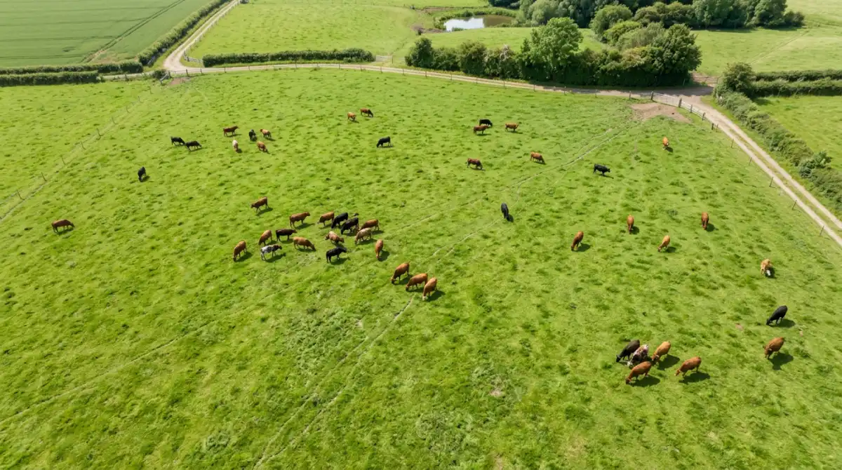 Aerial view from a drone showing a herd of cattle spread across green pasture land, demonstrating how drone photography captures livestock for AI counting