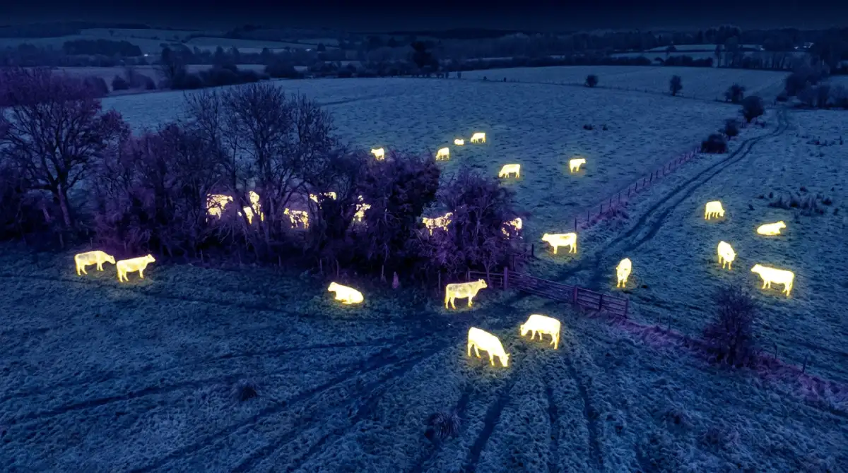 Thermal camera view from a drone showing cattle as bright heat signatures against cooler ground, demonstrating how thermal imaging detects animals in vegetation
