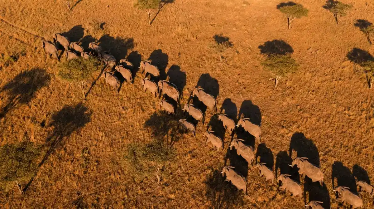 Aerial view of an elephant herd moving across an African savanna, showing how wildlife appears from a survey aircraft perspective