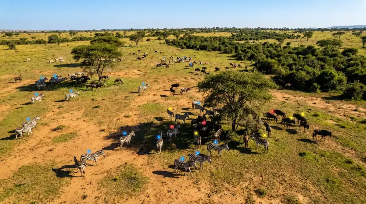 Aerial photograph of mixed wildlife on African savanna with colored AI detection markers highlighting individual animals across the landscape